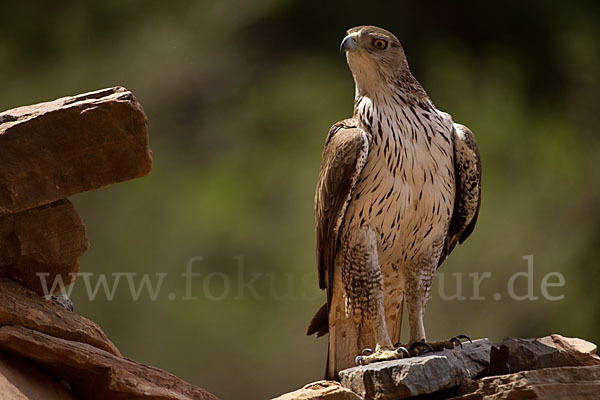 Habichtsadler (Aquila fasciata)