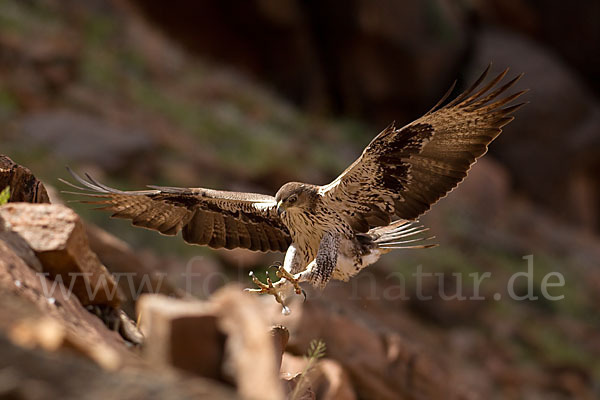 Habichtsadler (Aquila fasciata)