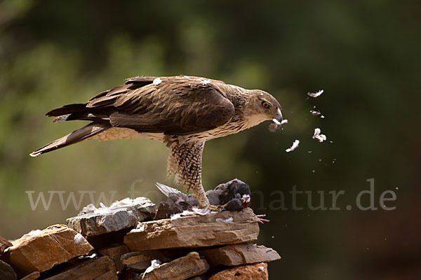 Habichtsadler (Aquila fasciata)