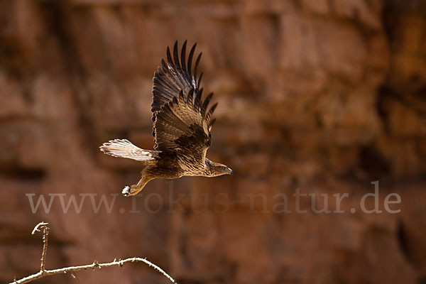 Habichtsadler (Aquila fasciata)