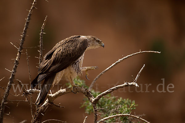 Habichtsadler (Aquila fasciata)