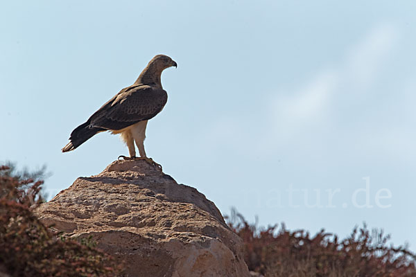 Habichtsadler (Aquila fasciata)