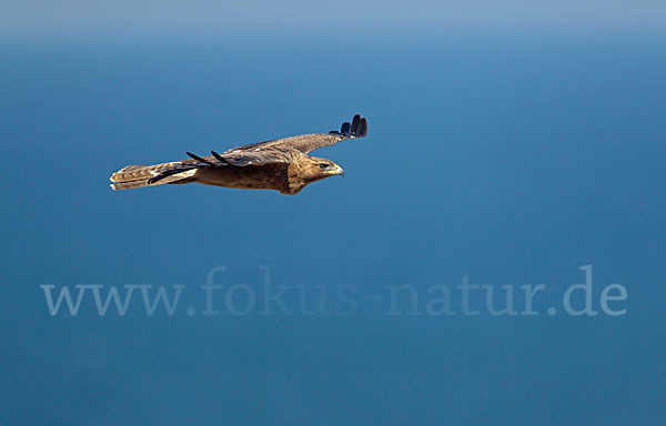 Habichtsadler (Aquila fasciata)