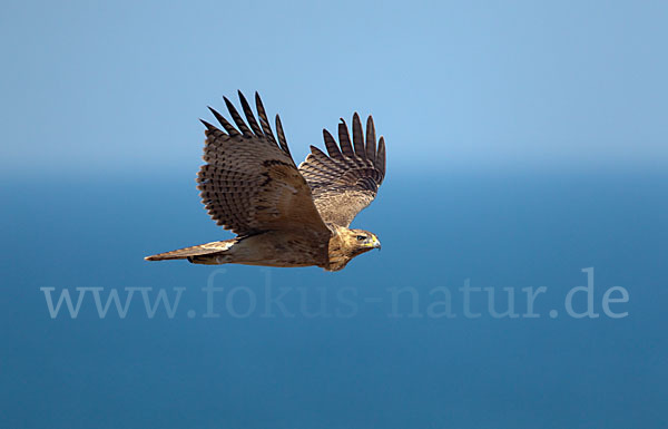 Habichtsadler (Aquila fasciata)