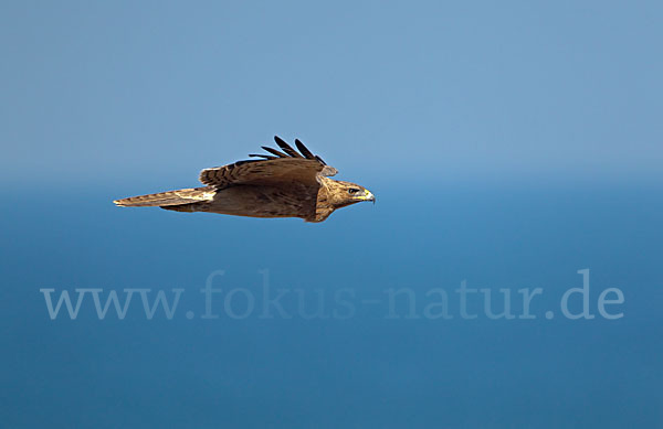 Habichtsadler (Aquila fasciata)