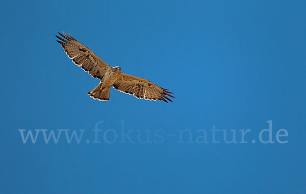 Habichtsadler (Aquila fasciata)