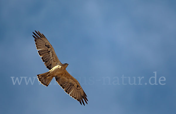 Habichtsadler (Aquila fasciata)