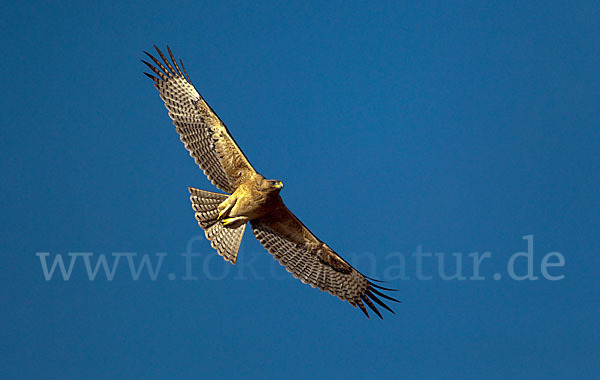 Habichtsadler (Aquila fasciata)