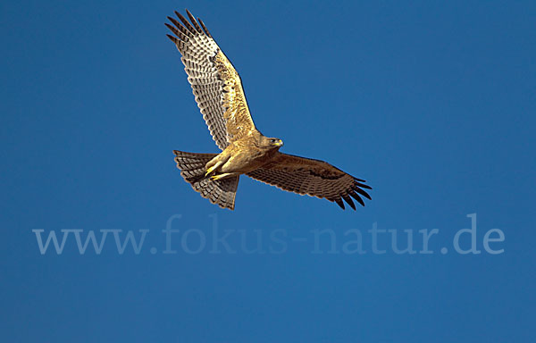 Habichtsadler (Aquila fasciata)