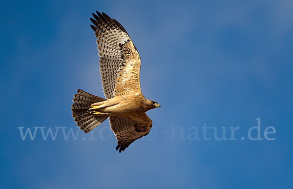 Habichtsadler (Aquila fasciata)