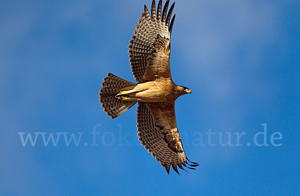 Habichtsadler (Aquila fasciata)