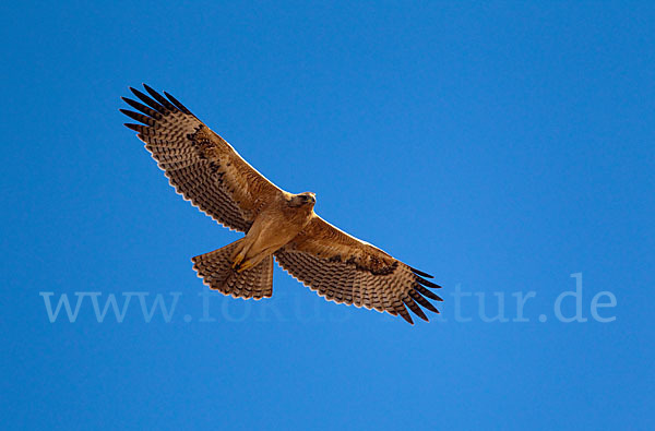 Habichtsadler (Aquila fasciata)