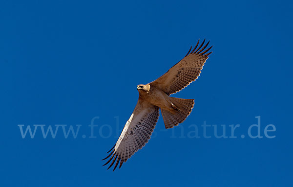 Habichtsadler (Aquila fasciata)