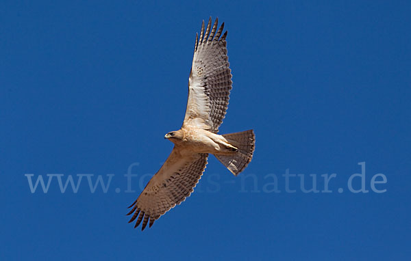 Habichtsadler (Aquila fasciata)