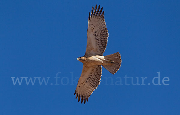 Habichtsadler (Aquila fasciata)