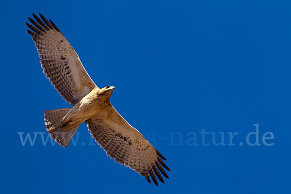 Habichtsadler (Aquila fasciata)