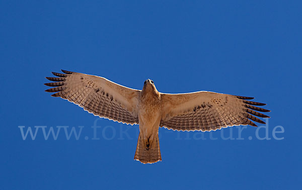 Habichtsadler (Aquila fasciata)