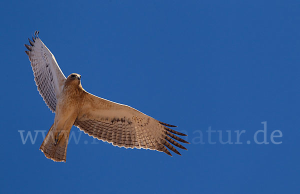 Habichtsadler (Aquila fasciata)