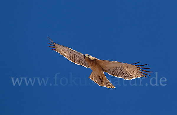 Habichtsadler (Aquila fasciata)