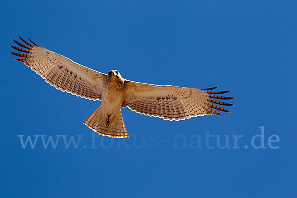 Habichtsadler (Aquila fasciata)