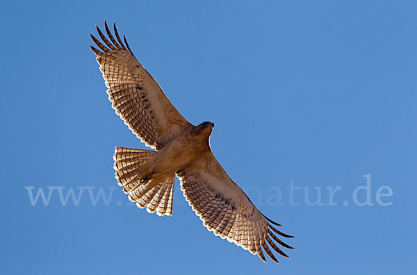 Habichtsadler (Aquila fasciata)