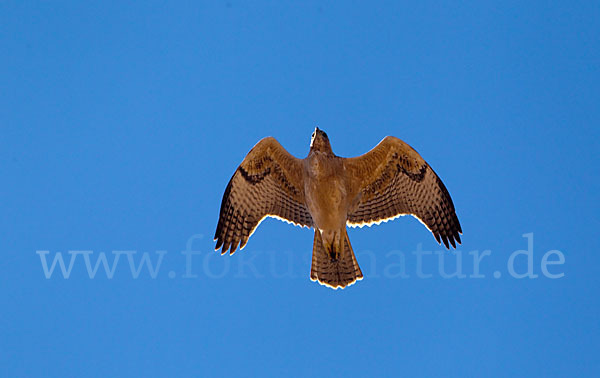 Habichtsadler (Aquila fasciata)