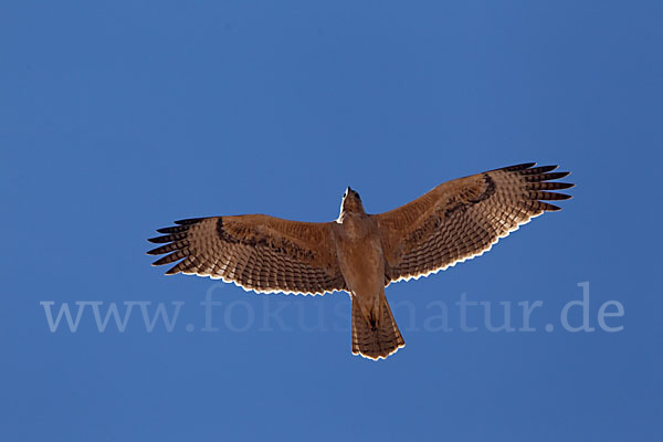 Habichtsadler (Aquila fasciata)