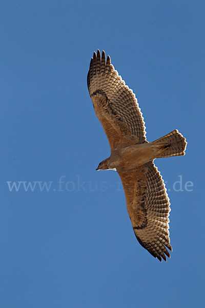 Habichtsadler (Aquila fasciata)