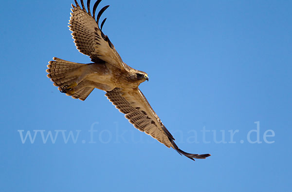 Habichtsadler (Aquila fasciata)