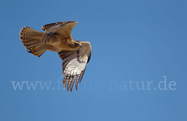 Habichtsadler (Aquila fasciata)