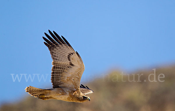 Habichtsadler (Aquila fasciata)