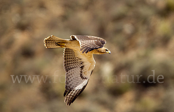 Habichtsadler (Aquila fasciata)