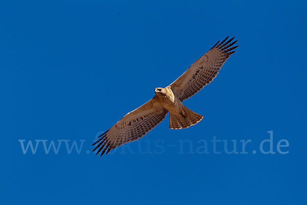 Habichtsadler (Aquila fasciata)