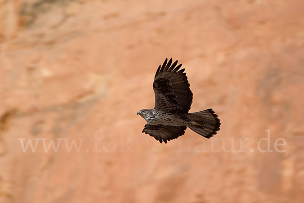 Habichtsadler (Aquila fasciata)