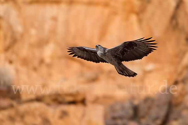 Habichtsadler (Aquila fasciata)