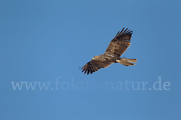 Habichtsadler (Aquila fasciata)