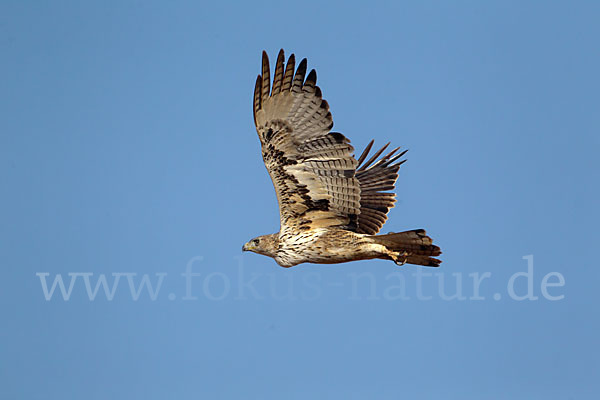 Habichtsadler (Aquila fasciata)