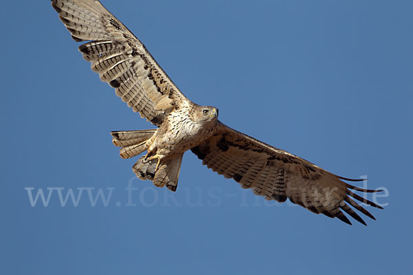 Habichtsadler (Aquila fasciata)