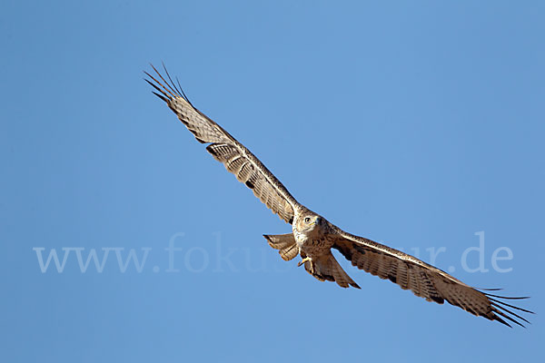 Habichtsadler (Aquila fasciata)