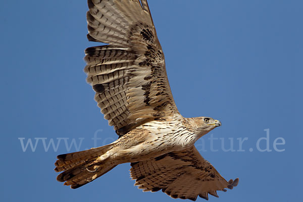 Habichtsadler (Aquila fasciata)