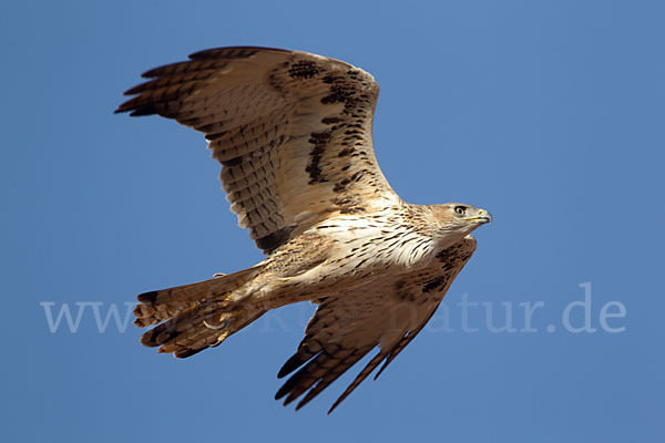 Habichtsadler (Aquila fasciata)