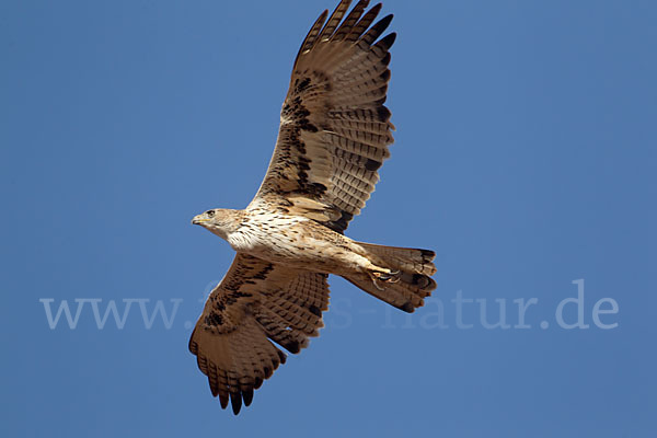 Habichtsadler (Aquila fasciata)