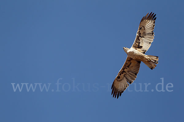 Habichtsadler (Aquila fasciata)