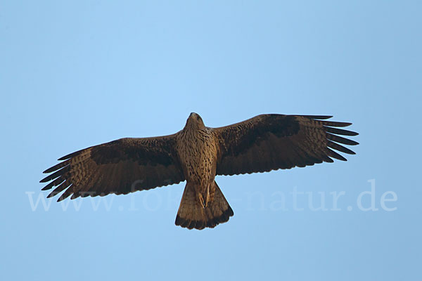 Habichtsadler (Aquila fasciata)