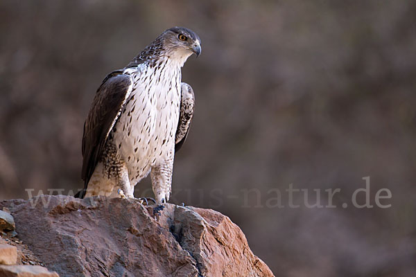 Habichtsadler (Aquila fasciata)