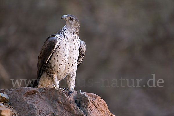 Habichtsadler (Aquila fasciata)