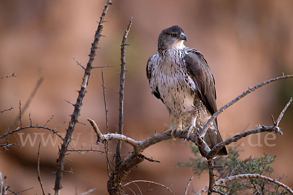 Habichtsadler (Aquila fasciata)