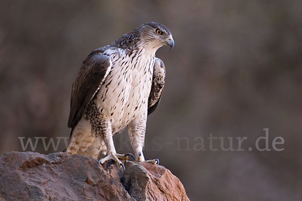 Habichtsadler (Aquila fasciata)