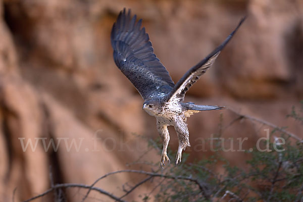 Habichtsadler (Aquila fasciata)