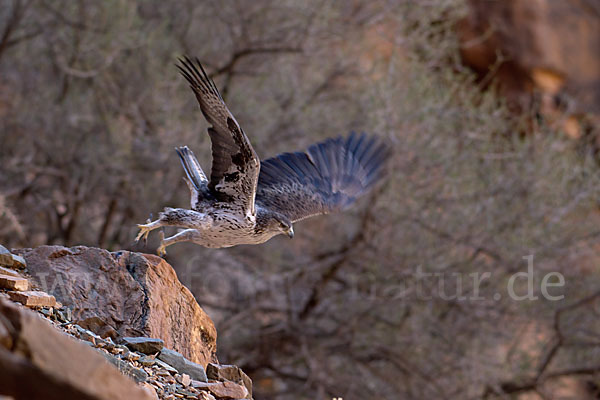 Habichtsadler (Aquila fasciata)